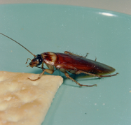 cockroach