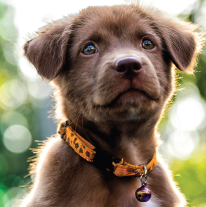 photo of puppy wearing a collar
