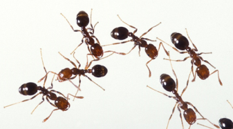 fire ants