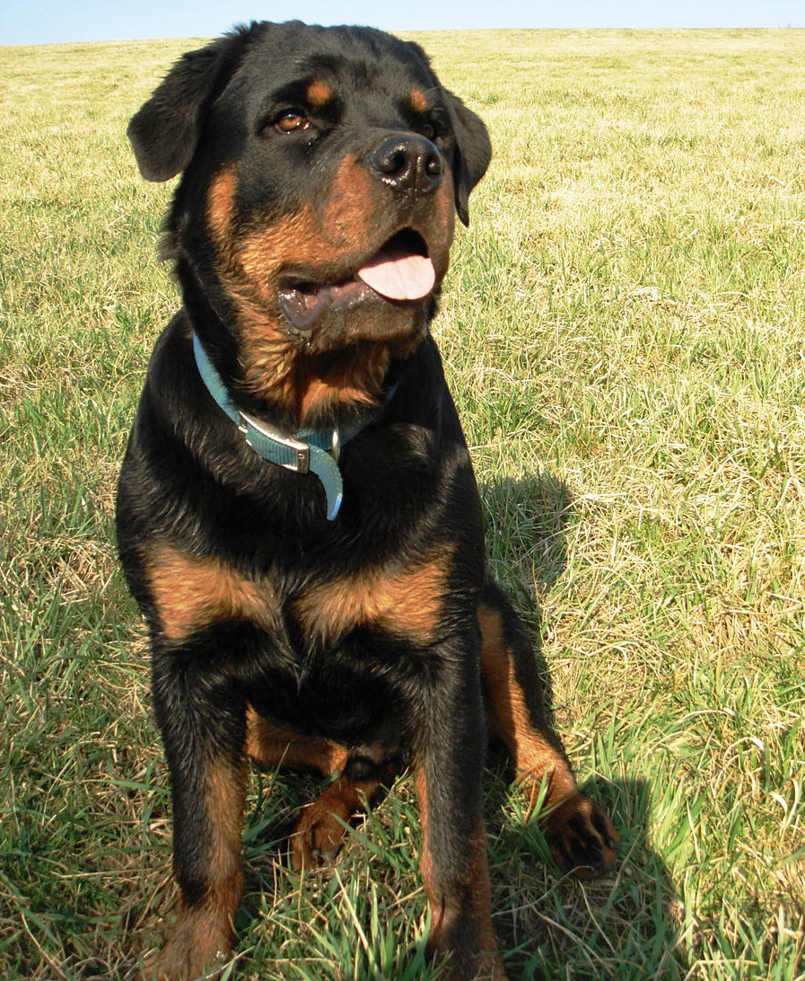 Rottweiler